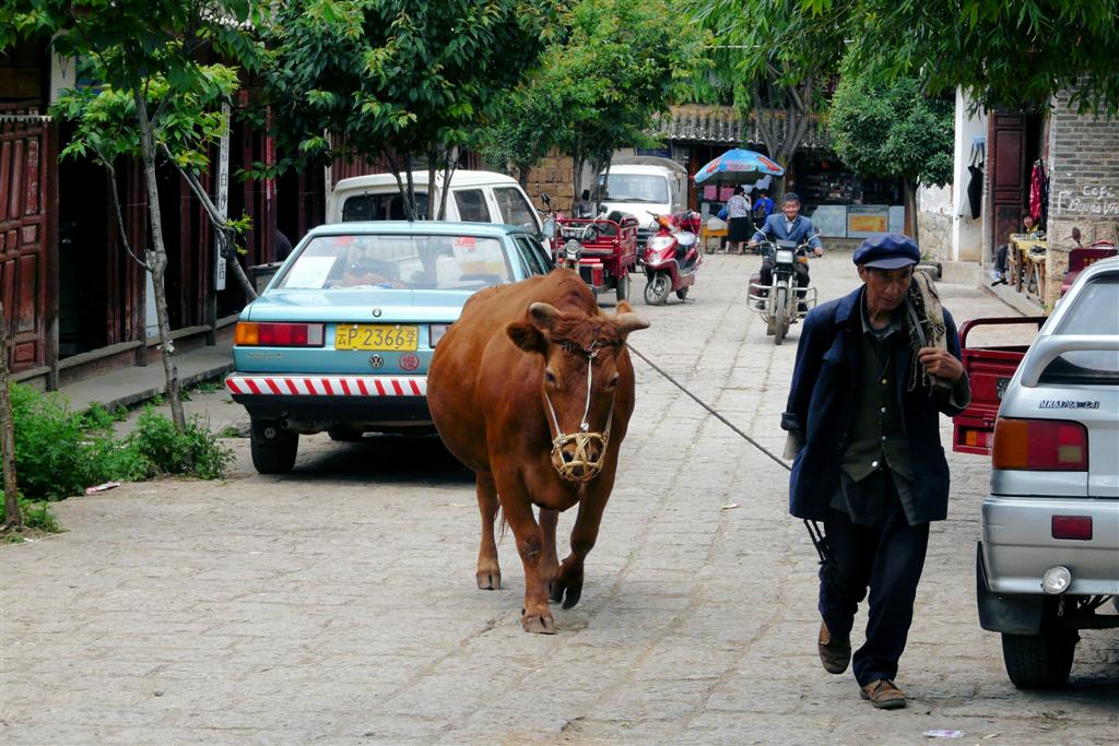 LIJIANG - een boer met zijn koe in het dorp Baisha