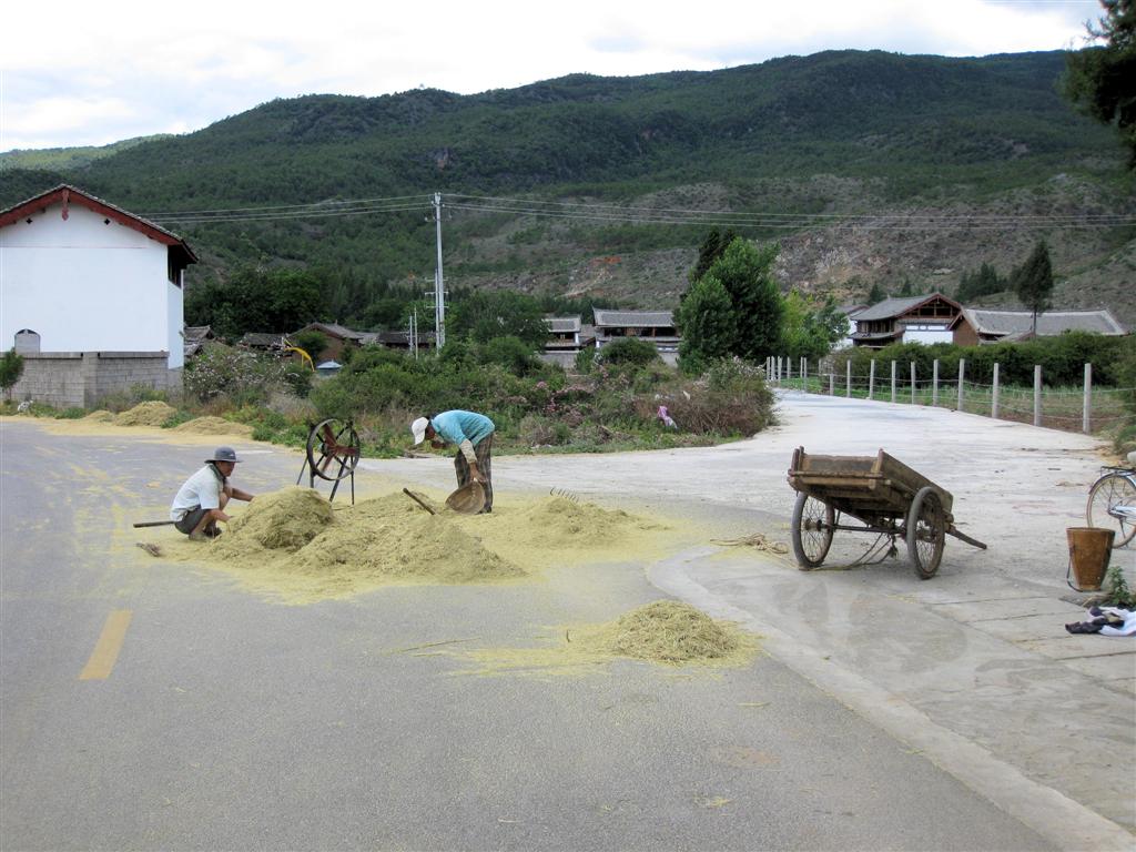 LIJIANG - opruimen van restanten gerst onderweg terug vanaf het dorp Baisha