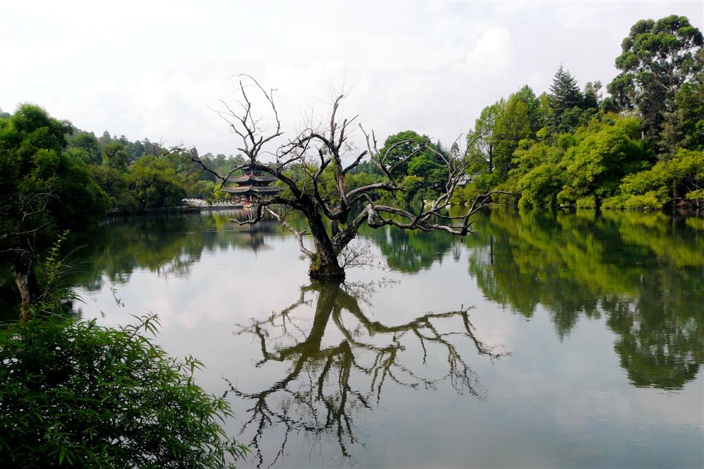 LIJIANG - een boom in het Black Dragon Pool Park
