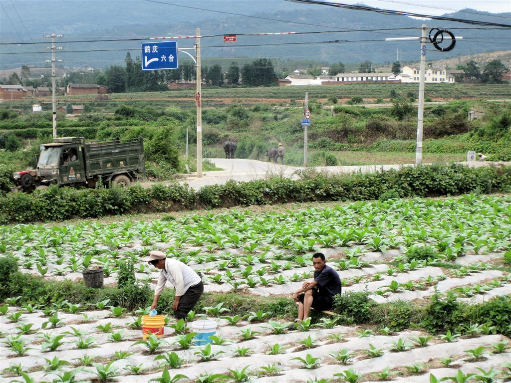 LIJIANG -> DALI - met de hand groenten water geven op een stuk land