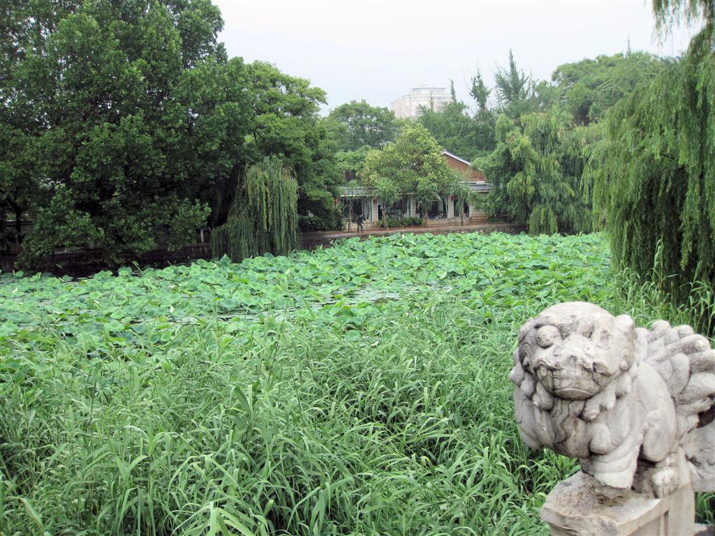 KUNMING - waterplanten in de vijver van het Green Lake Park