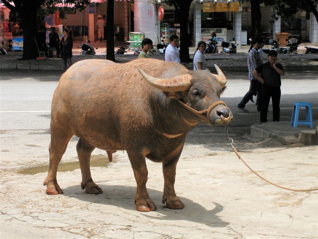 KUNMING - een waterbuffel op straat
