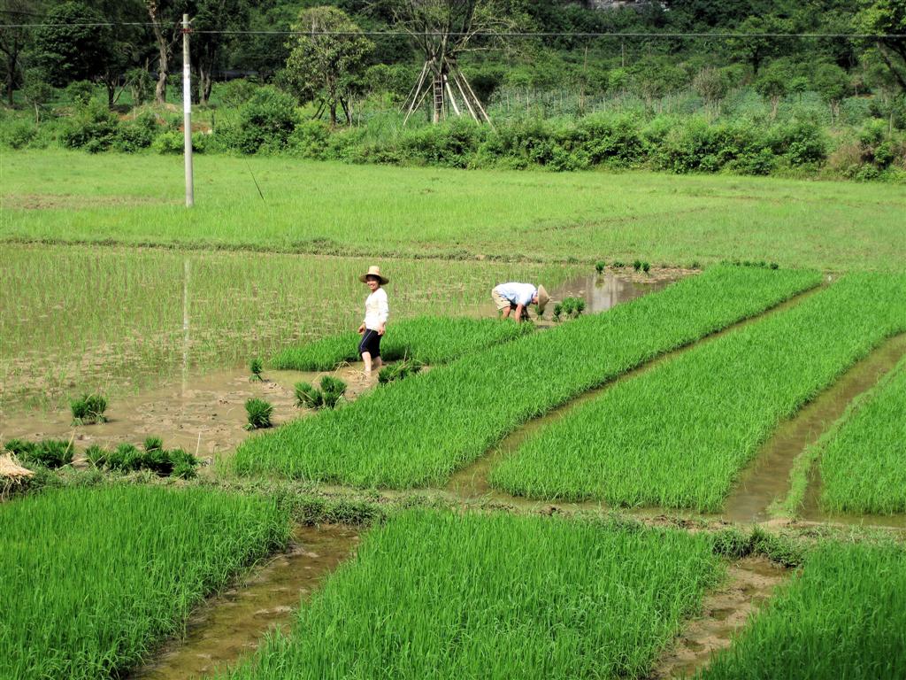 YANGSHUO - mensen aan het werk in een rijstveld
