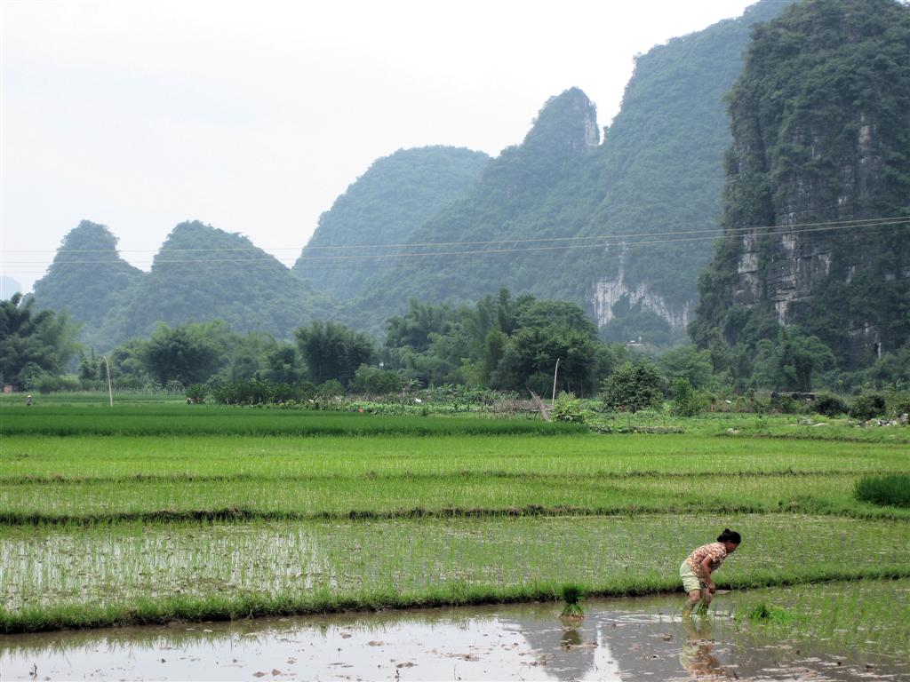 YANGSHUO - rijstvelden onderweg met de fiets