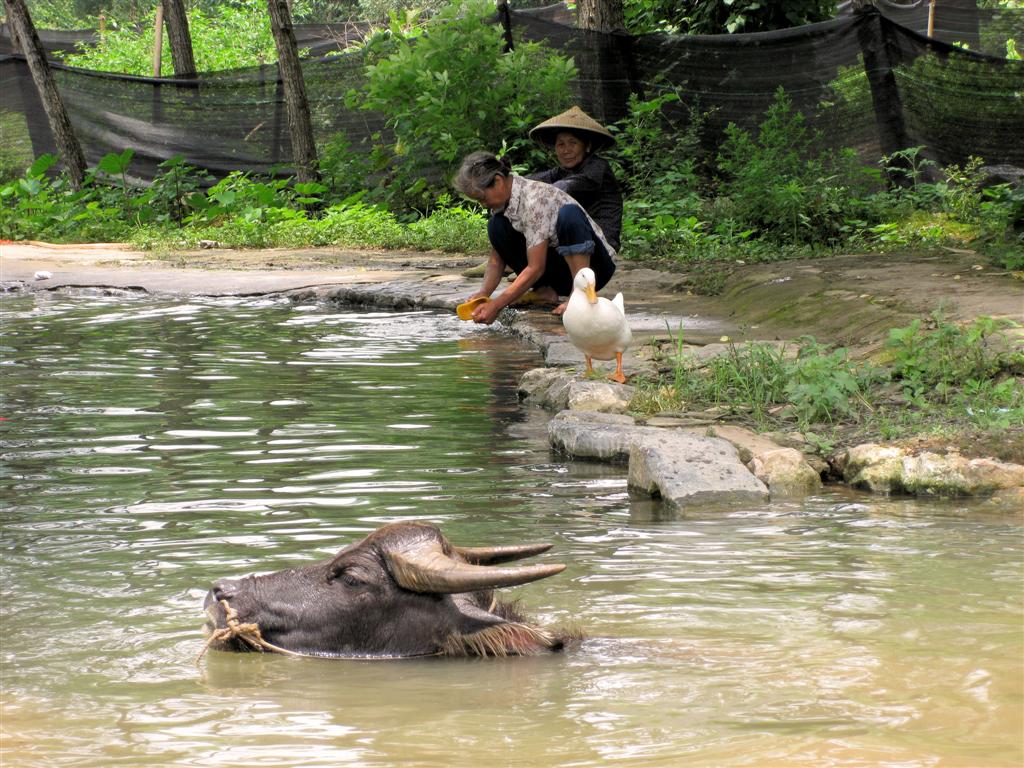 YANGSHUO - een waterbuffel in het water