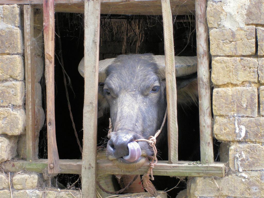 YANGSHUO - een waterbuffel in een schuur