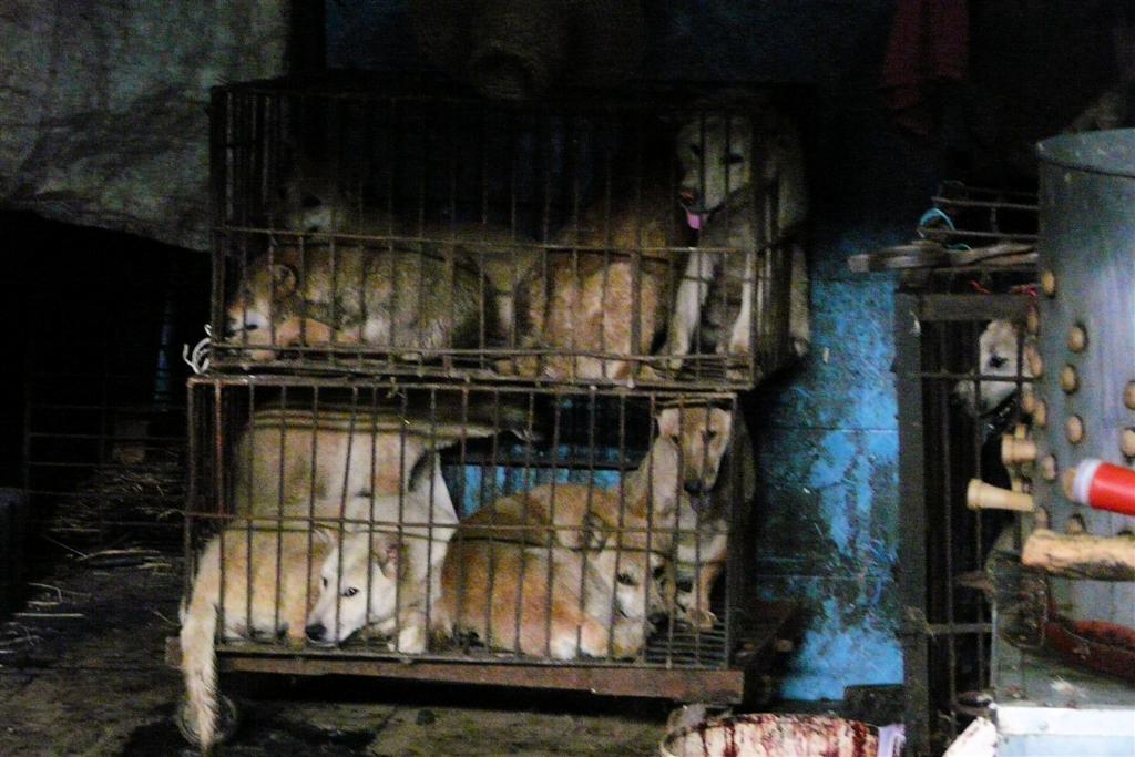 YANGSHUO - levende honden op een lokale markt