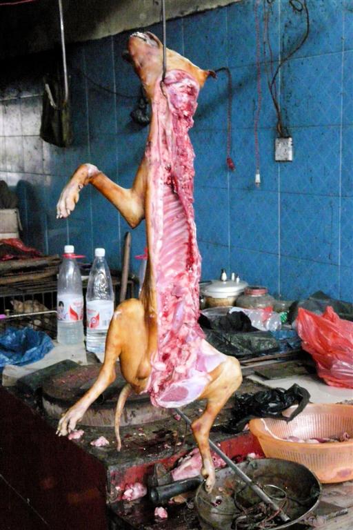 YANGSHUO - een hond op een lokale markt