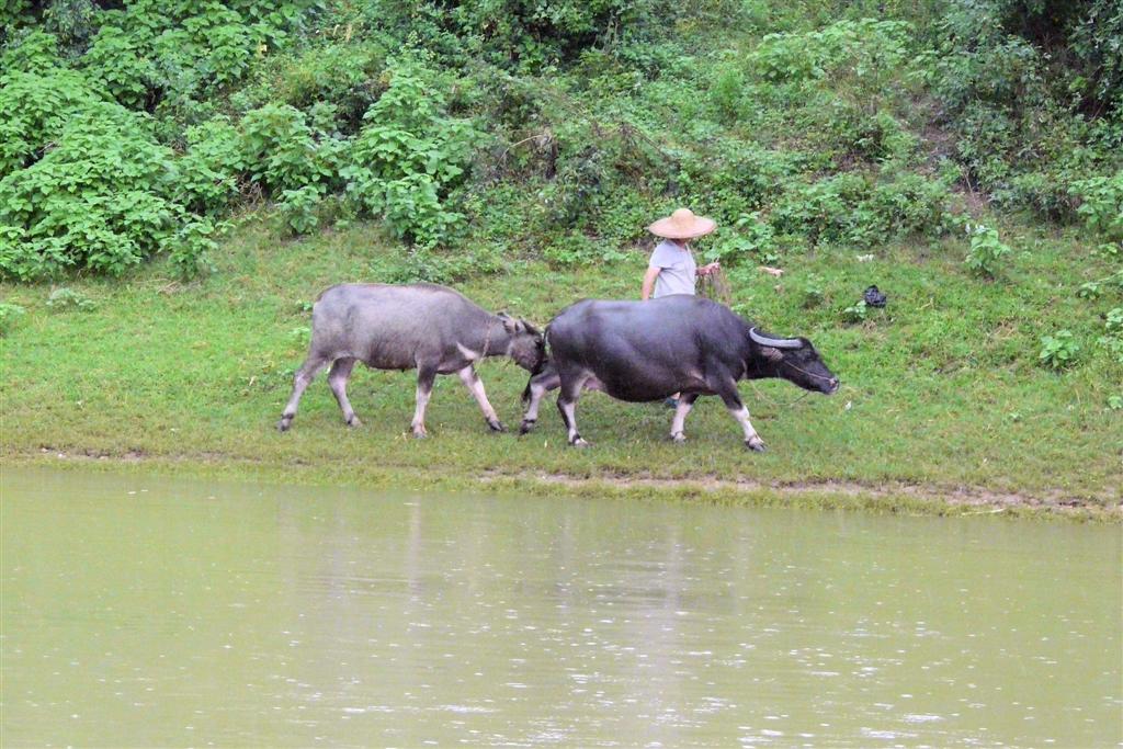 YANGSHUO - Chinees met twee waterbuffels langs de Li-rivier