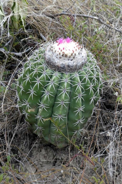 VILLAVIEJA - een cactus in de Tatacoa woestijn