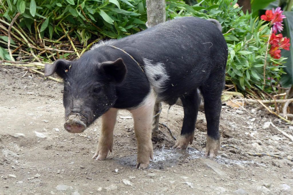 TIERRADENTRO - een big in het dorp