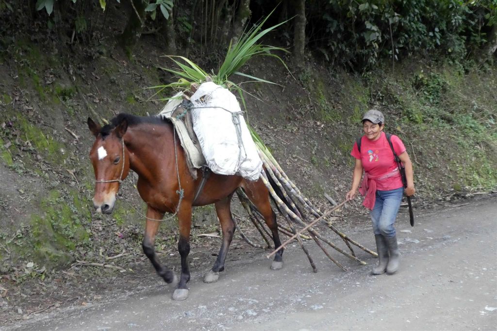 TIERRADENTRO - een Colombiaanse met paard in het nationaal archeologisch park