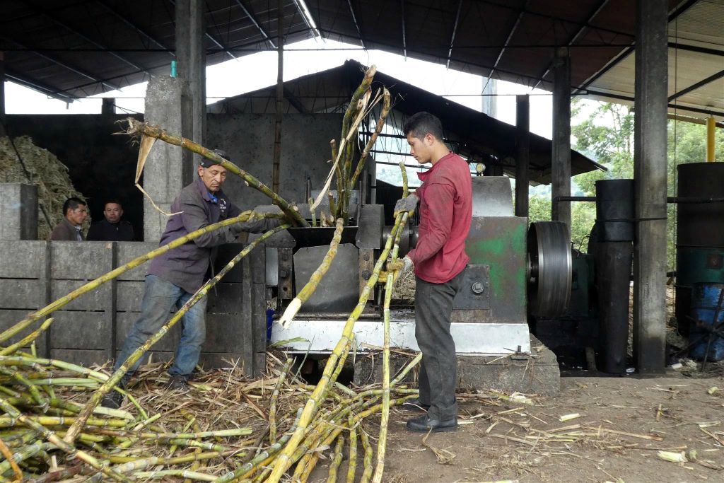 SAN AGUSTIN -> ISNOS - het invoeren van suikerriet in een machine die het sap eruit perst bij een suikerriet-fabriek