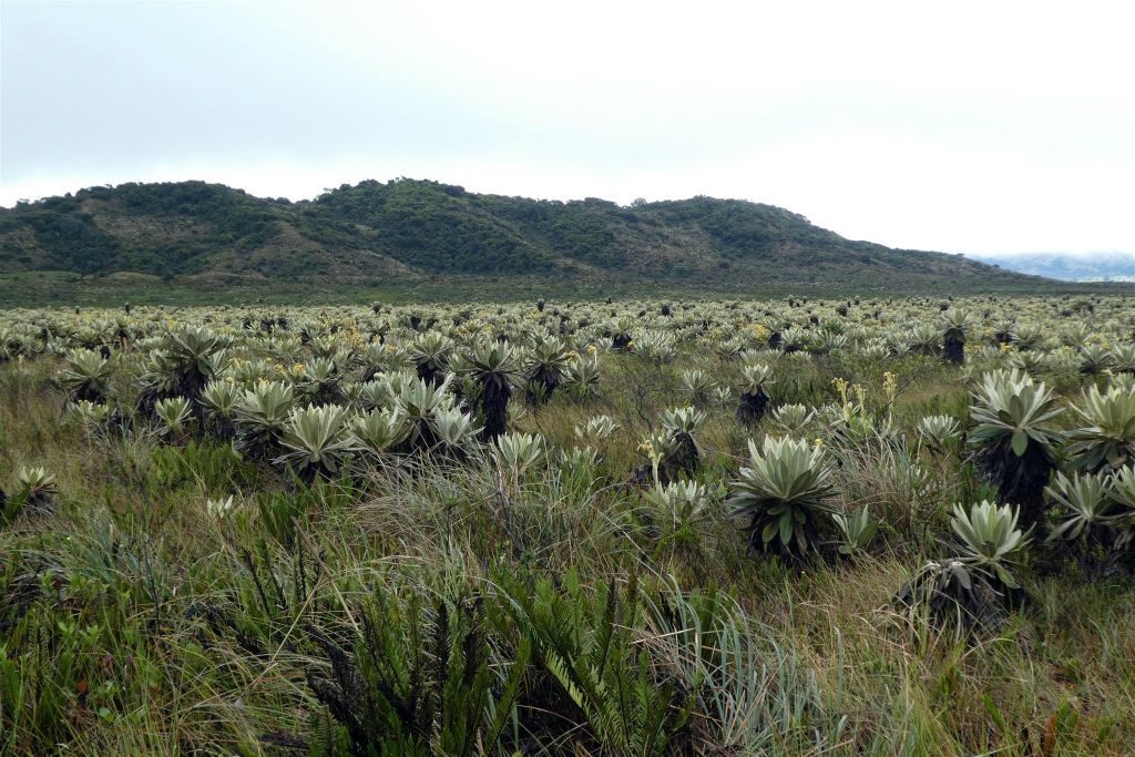 SAN AGUSTIN -> POPAYAN - een veld vol met Espeletias planten die alleen groeien op een hoogte tussen de 2800-4600 meter