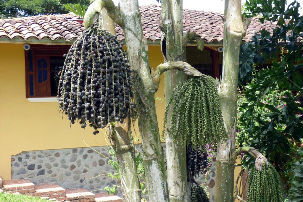 ARMENIA - het fruit van een Pindo palm