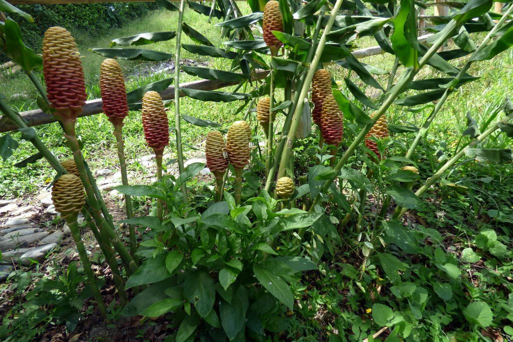 ARMENIA - een plant