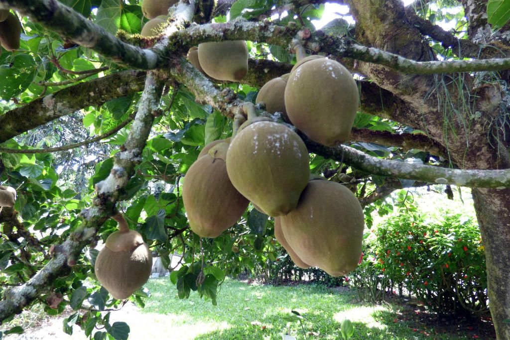 ARMENIA - een boom met zapote fruit