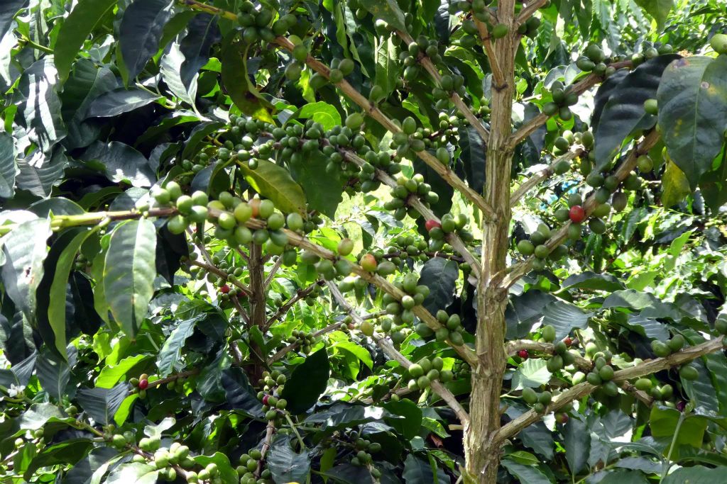 CALARCA - een koffieplant van de koffieboerderij van Recuca