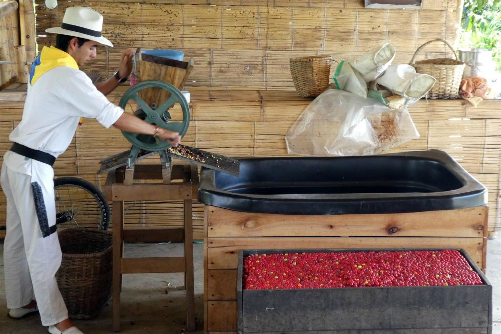 CALARCA - het afpellen van de koffiebonen bij de koffieboerderij van Recuca