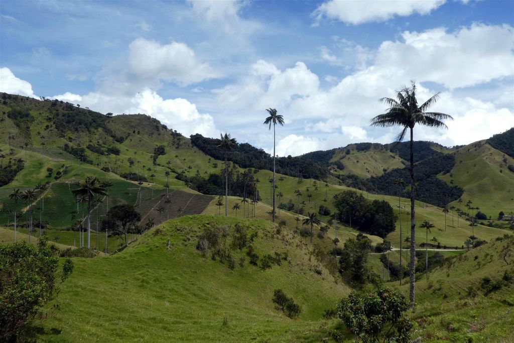 SAN FELIX - enkele waspalm bomen