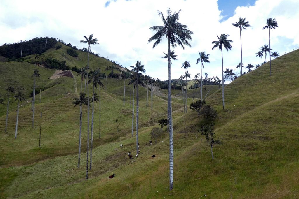 SAN FELIX - enkele waspalm bomen