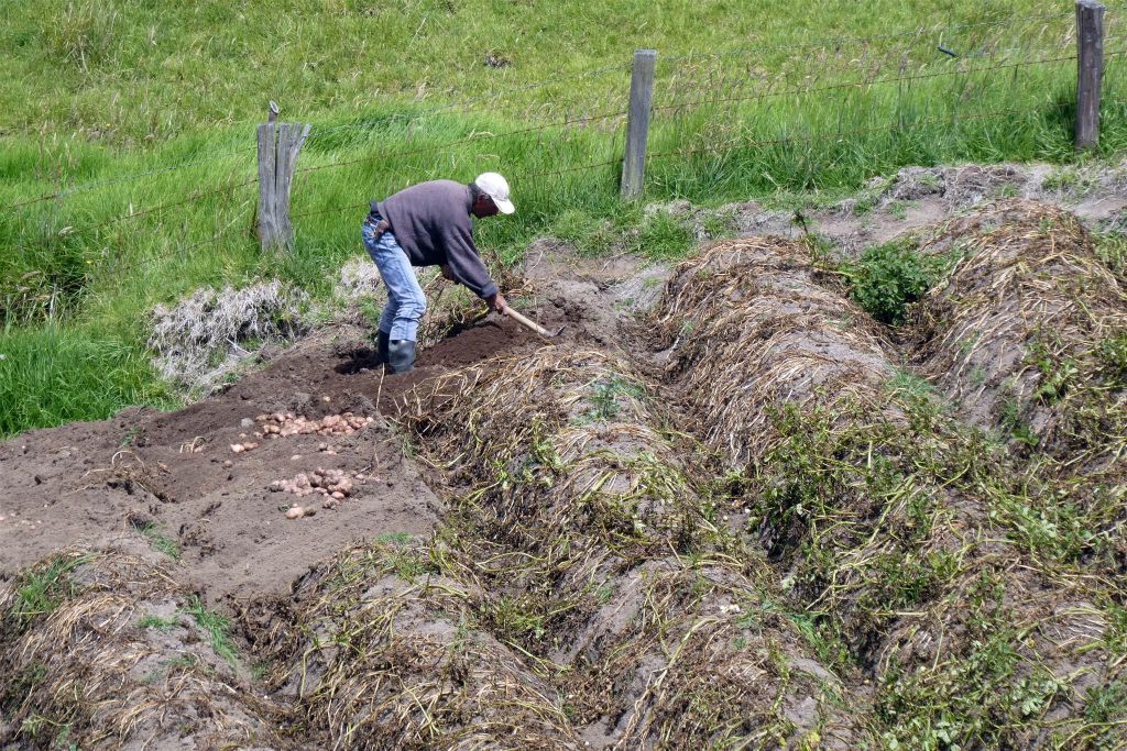SAN FELIX - een Colombiaan die aardappelen aan het oogsten is