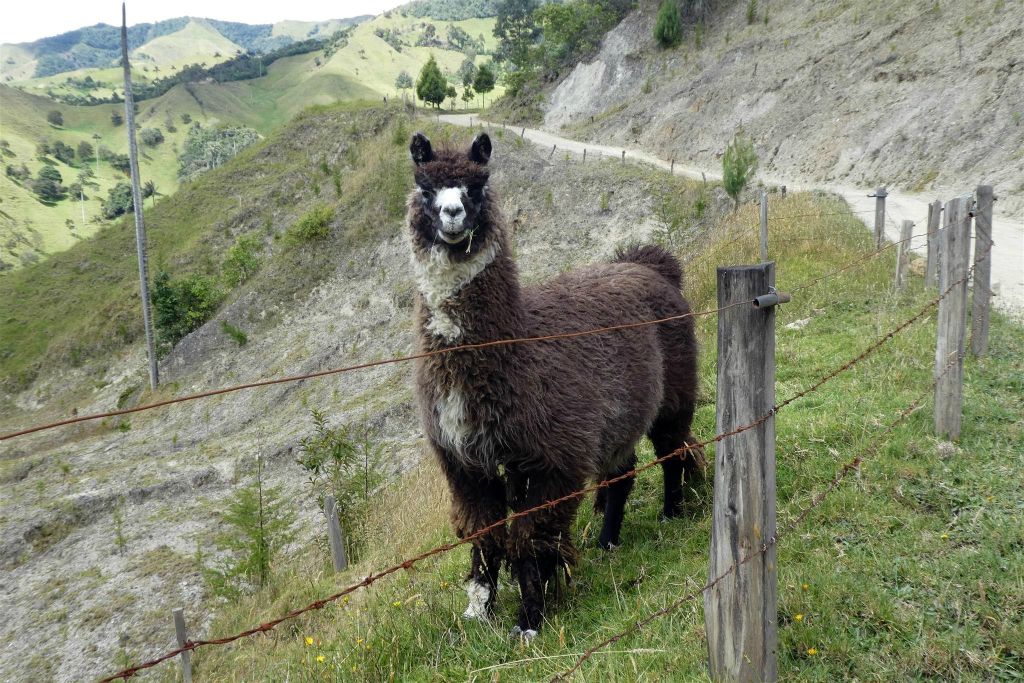 SAN FELIX - een lama