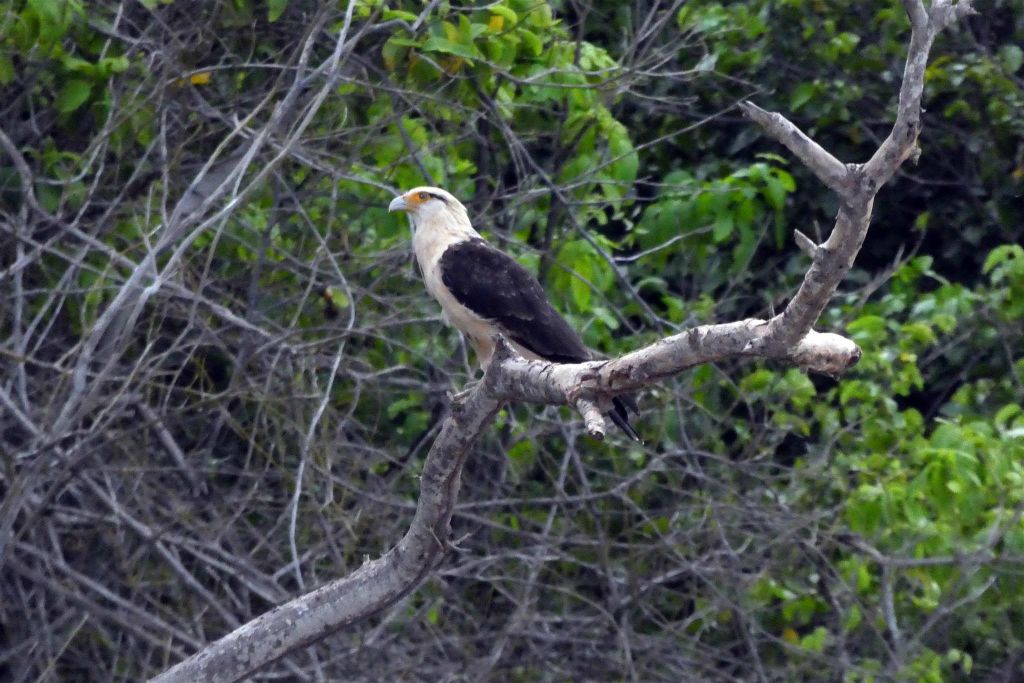 TAYRONA - een geelkopcaracara