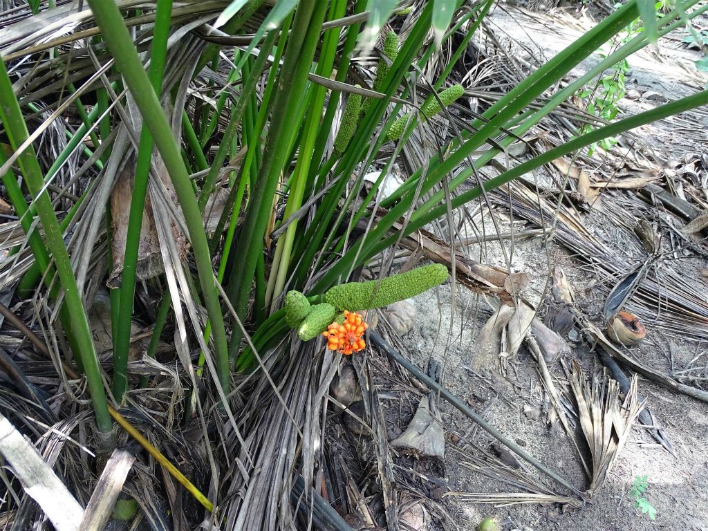 TAYRONA - een plant