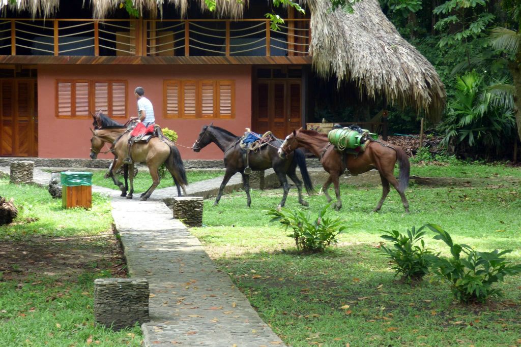 TAYRONA - enkele paarden op de camping Arrecifes waar we verbleven