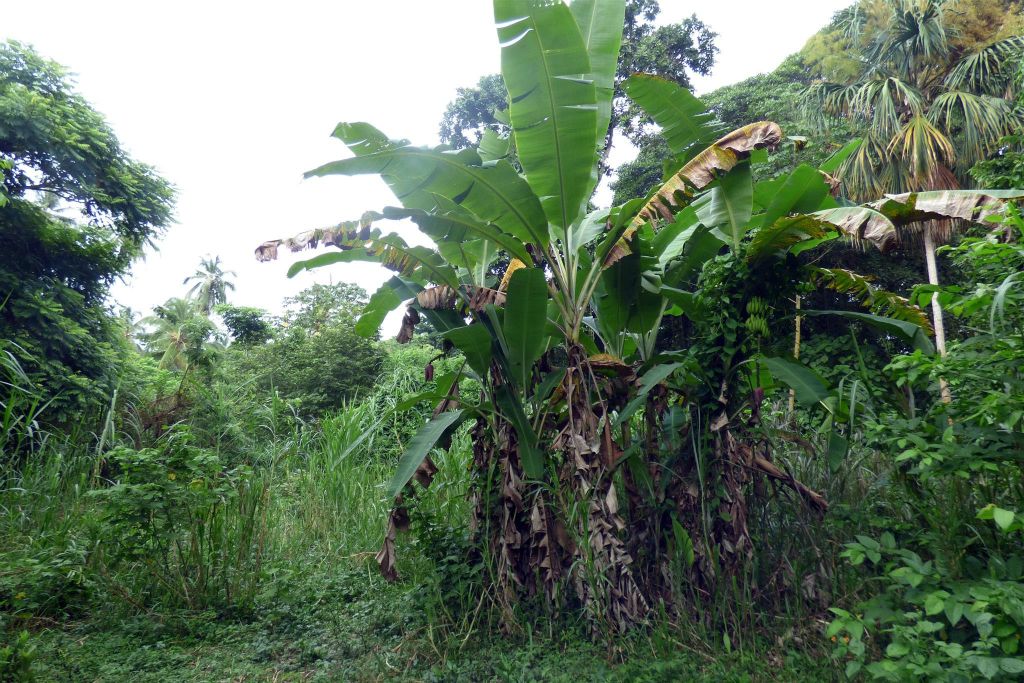 TAYRONA - een bananenboom