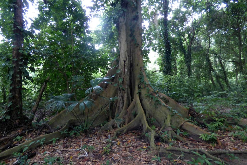 TAYRONA - de grote boomwortels van een boom