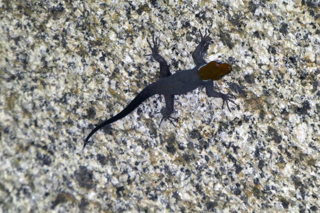 TAYRONA - een witkeeldaggekko