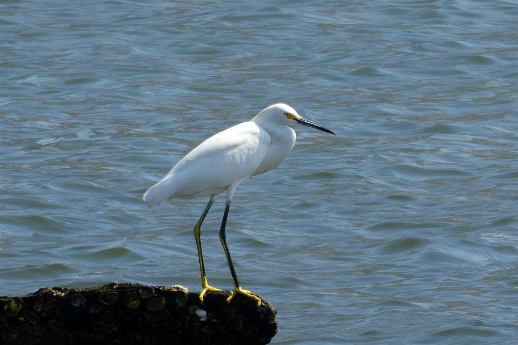 CARTAGENA - een Amerikaanse kleine zilverreiger
