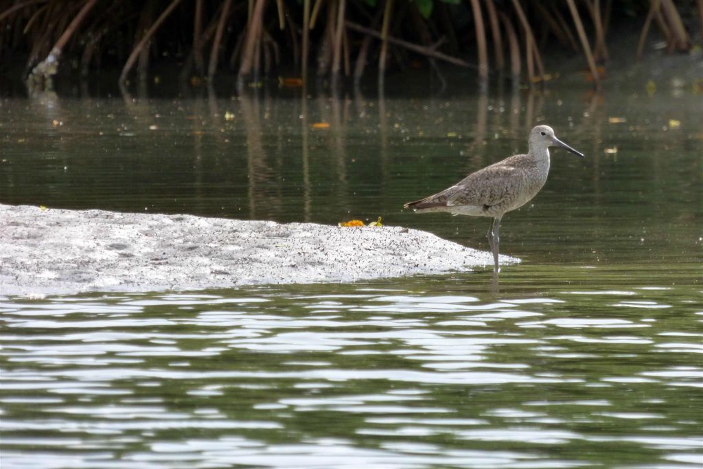 CARTAGENA - een willet in de wijk La Boquilla