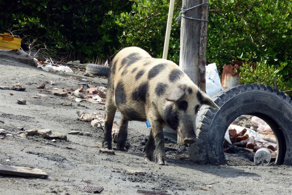 CARTAGENA - een varken in de wijk La Boquilla