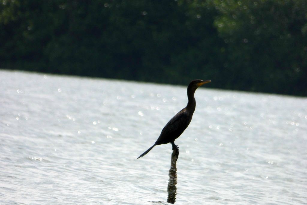 CARTAGENA - een aalscholver in de wijk La Boquilla