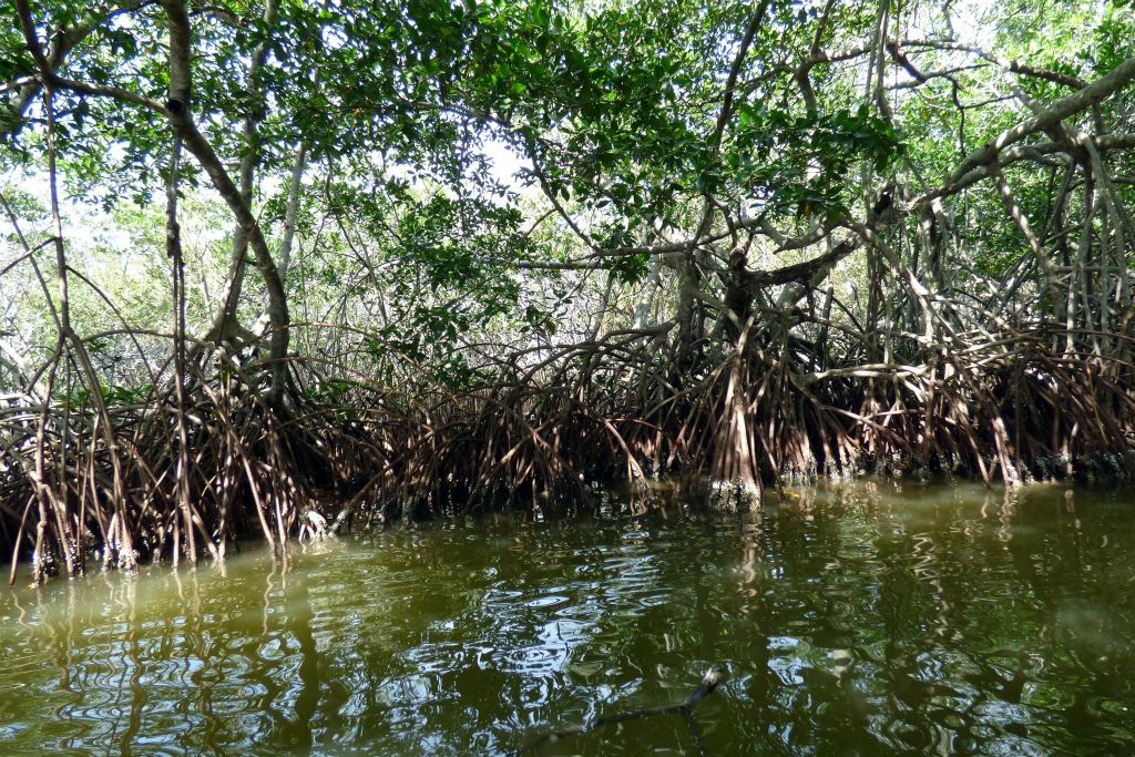 CARTAGENA - een mangrove in de wijk La Boquilla