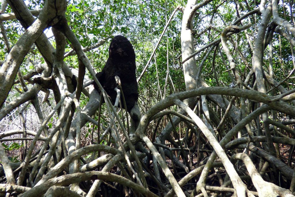 CARTAGENA - een mierennest bij een mangrove in de wijk La Boquilla