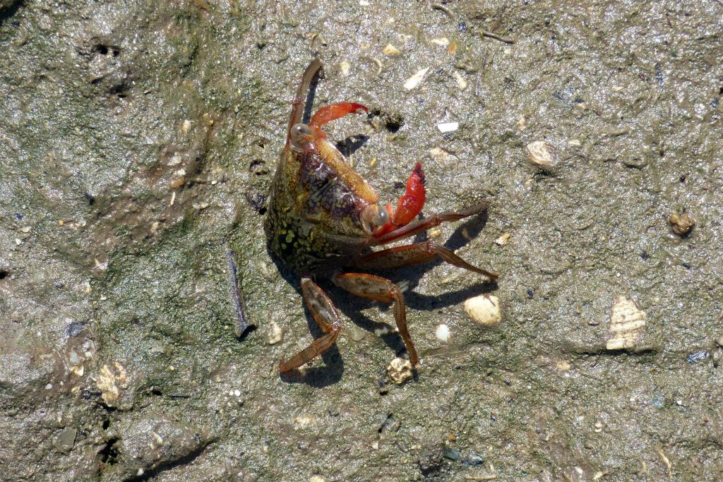 CARTAGENA - een krab bij een strand in de wijk La Boquilla