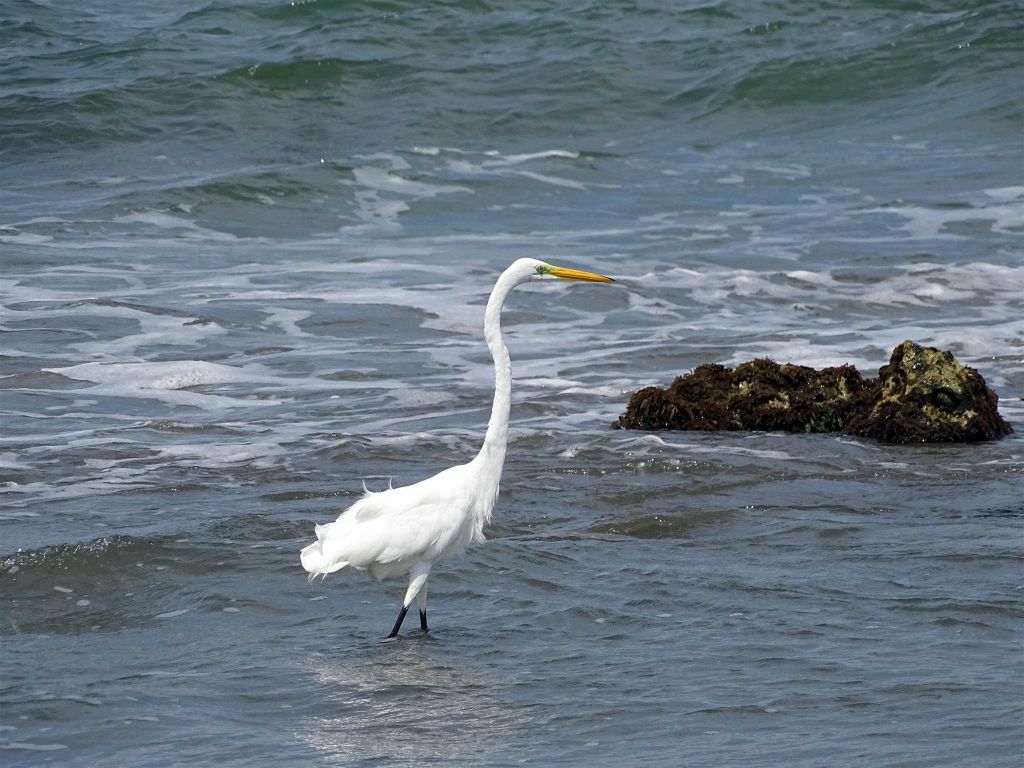 CARTAGENA - een grote zilverreiger in de wijk La Boquilla