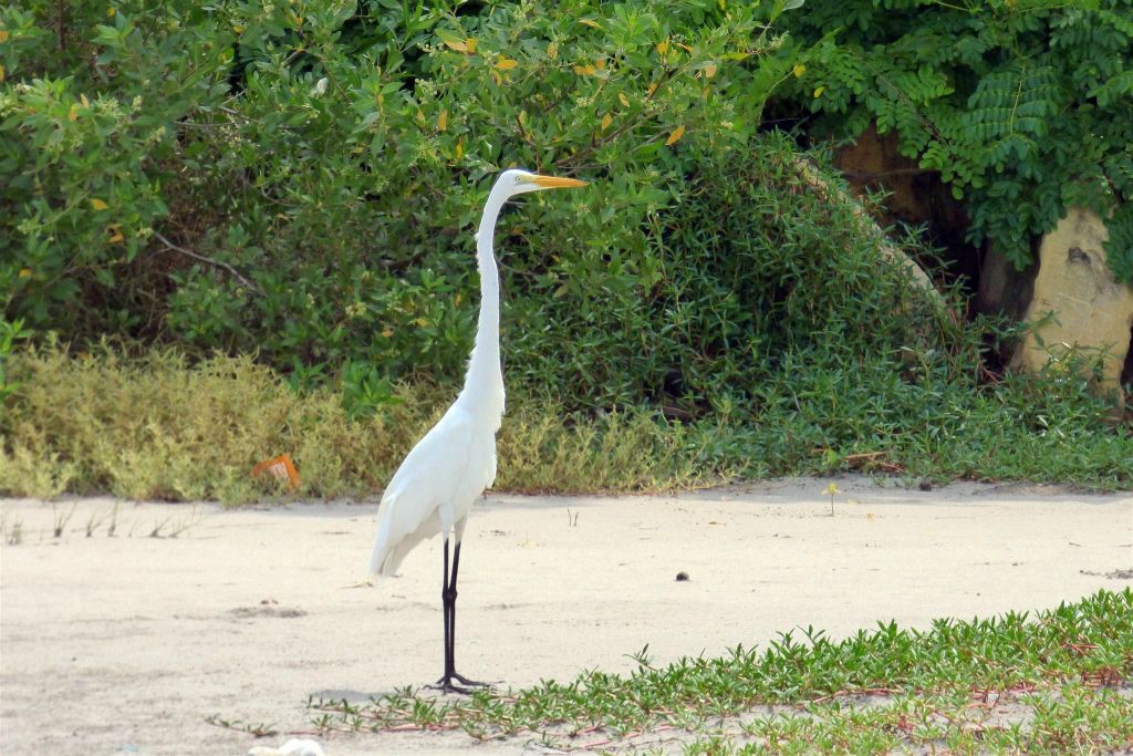 CARTAGENA - een grote zilverreiger in de wijk La Boquilla