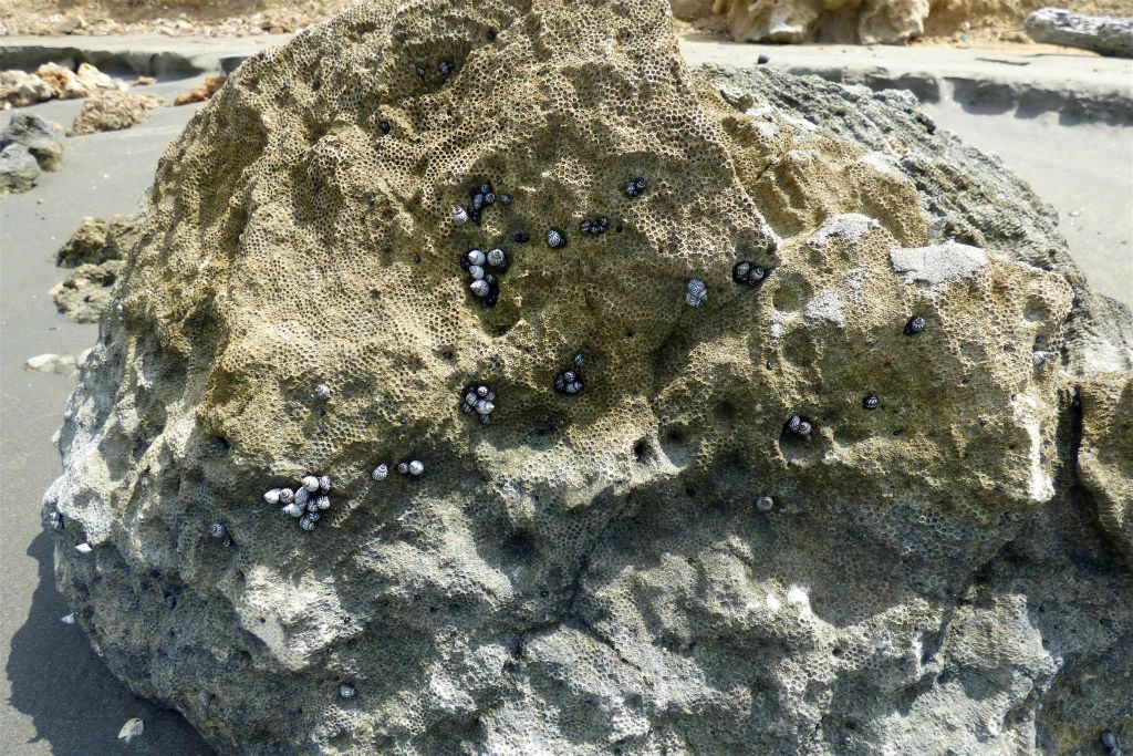 CARTAGENA - een rots met slakken op een strand in de wijk La Boquilla
