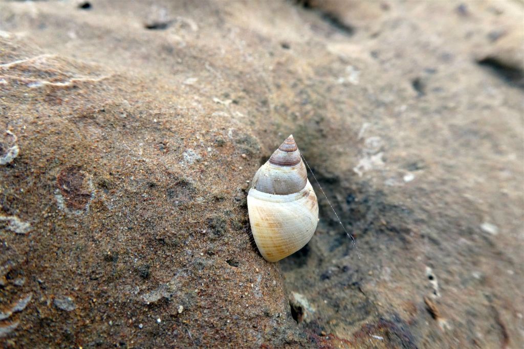 CARTAGENA - een slak op een rots bij een strand in de wijk La Boquilla