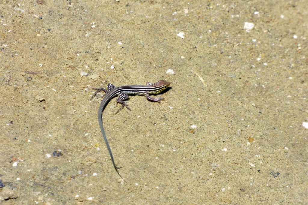 CARTAGENA - een hagedis op een strand in de wijk La Boquilla