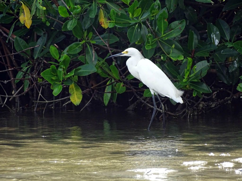 CARTAGENA - een Amerikaanse zilverreiger in de wijk La Boquilla