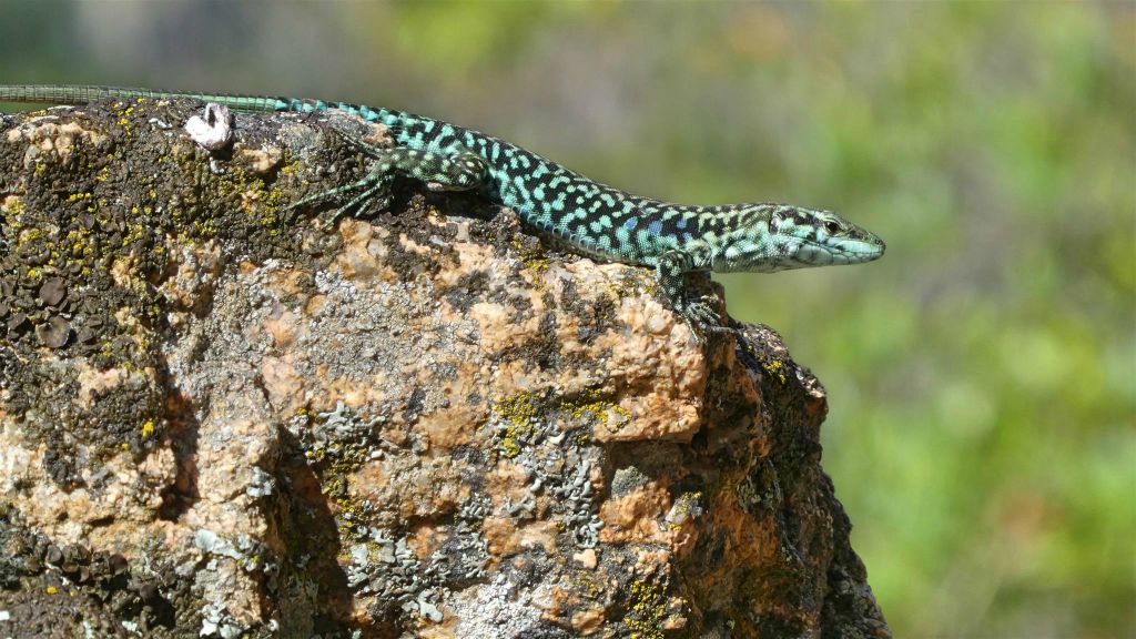 CORSICA - PIANA - een salamander