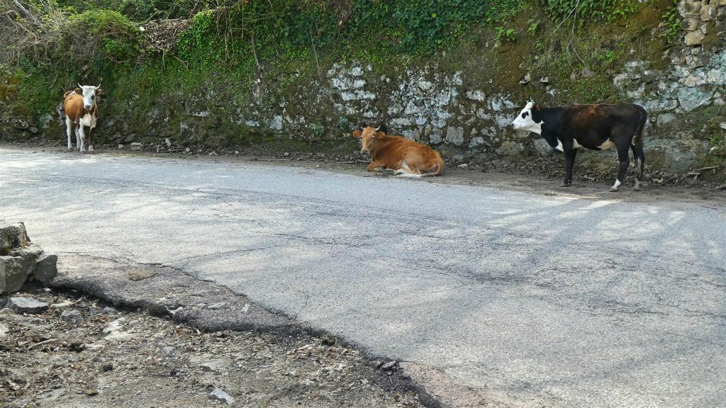 CORSICA - PORTO - een paar koeien langs de weg