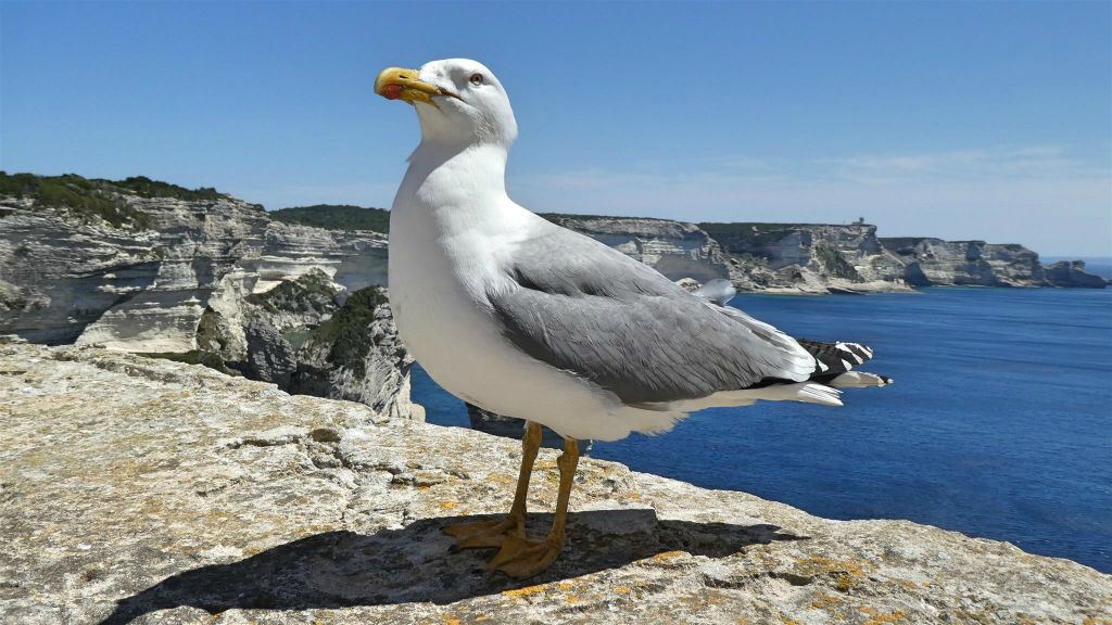 CORSICA - BONIFACIO - een meeuw