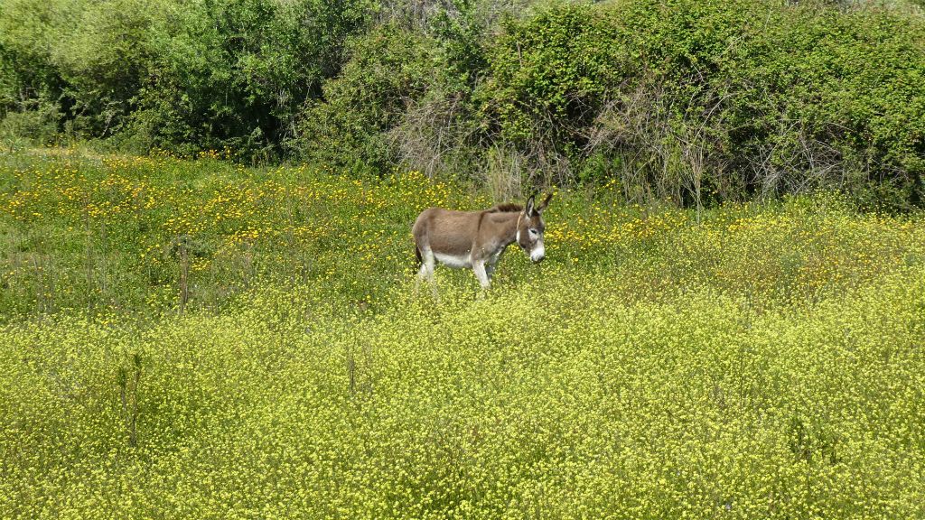 SARDINIË - SAN TEODORO - een ezel